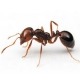 تحقیق الگوريتم بهينه سازی كلونی مورچه ها