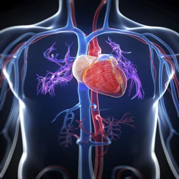 پاورپوینت آناتومی قلب-سلامتی
