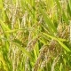 مقاله بهینه سازی استخراج ملاتونین از دانه های برنج قرمز