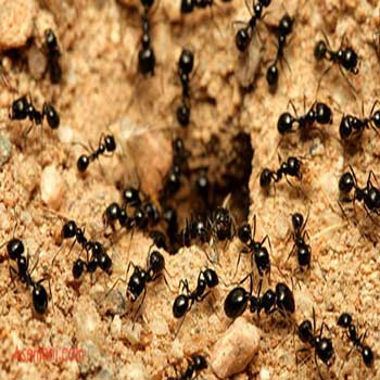 مقاله روش تشخیص لبه بر اساس بهينه سازی کلونی مورچه