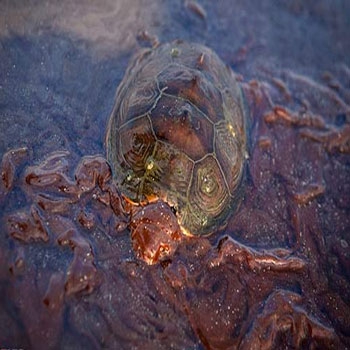 تحقیق بررسی میزان کارامدی حفاظت از محیط زیست دریایی خلیج فارس در برابر آلودگی نفتی ناشی از نفتکش ها