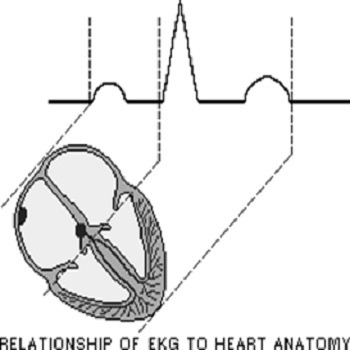 تحقیق روش های موجود در زمینه تحلیل سیگنال قلب