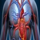 ترجمه تاثیر استرس اکسیداتیو بر سیستم قلبی عروقی در پاسخ به جاذبه
