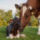 تحقیق گاوداری صنعتی نژاد شیری با ظرفیت 100 راس