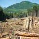 پاورپوینت نابودی و تخریب مراتع و جنگلها