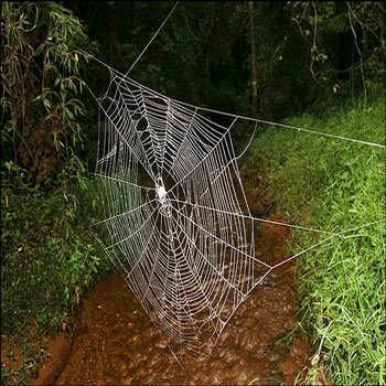 تحقیق نحوه تولید تار عنکبوت