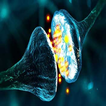 پاورپوینت در رابطه با گیرنده های فاکتورهای رشد عصبی و مکانیزم داخل سلولی آنها