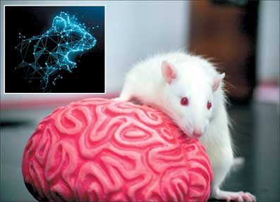 پروژه آموزشی حل مسئله آنالیز داده و رسم نمودار دو نیمکره مغز موش در کورتکس با متلب
